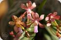 Vanda falcata x flabellata